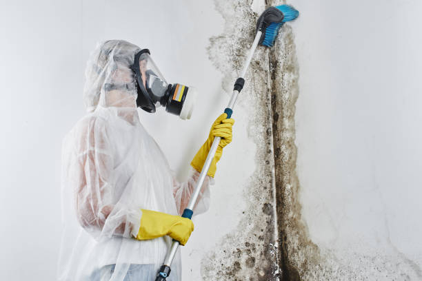 Best Attic Mold Removal  in Southlake, TX