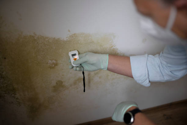 Office Mold Removal Services in Southlake, TX