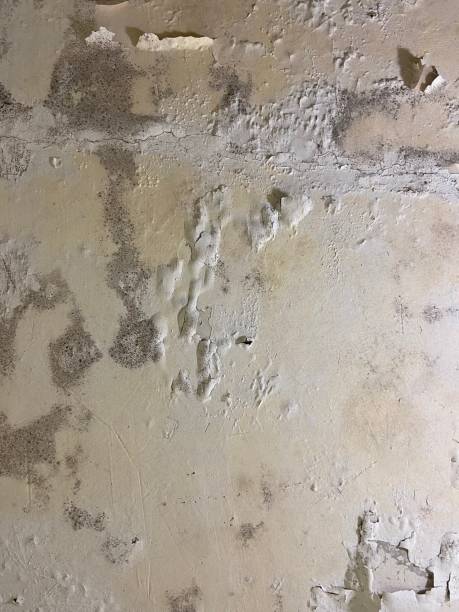 Best Attic Mold Removal  in Southlake, TX