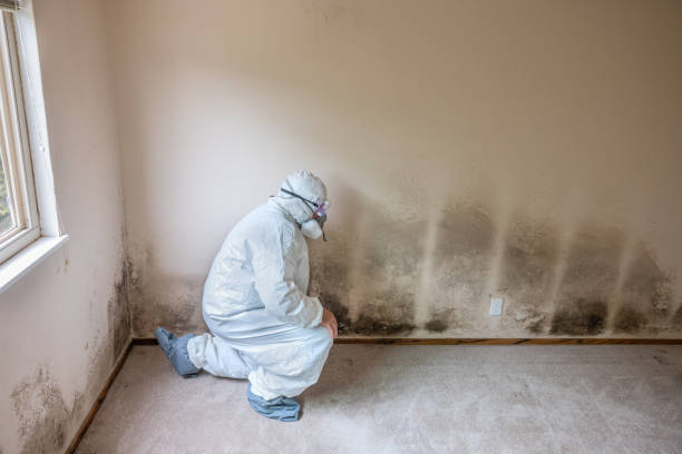 Professional Mold Removal in Southlake, TX