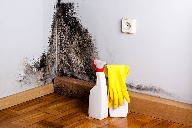 Professional Mold Removal in Southlake, TX