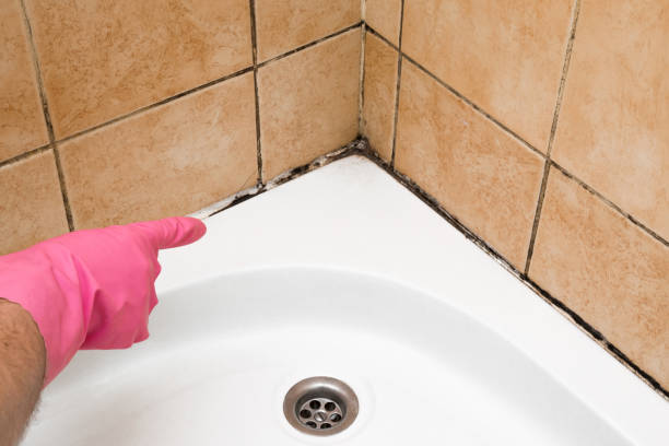 Best Black Mold Removal  in Southlake, TX