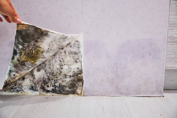 Best Mold Testing  in Southlake, TX